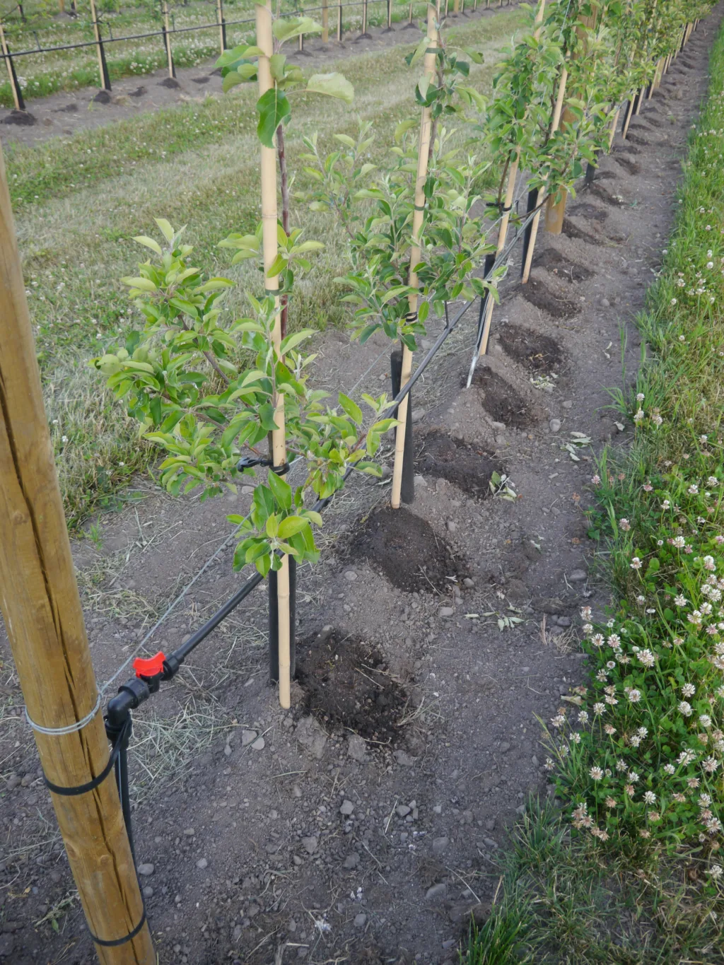 - Det nytter ikke å gjøre ting halvveis eller halvhjertet hvis man skal få til dette. Det er ikke komplisert eller vanskelig, men det kreves et nøyaktig og tidkrevende håndarbeid. Hvis noe må gjøres onsdag, kan det ikke utsettes til lørdag, sier Hans Olav.
