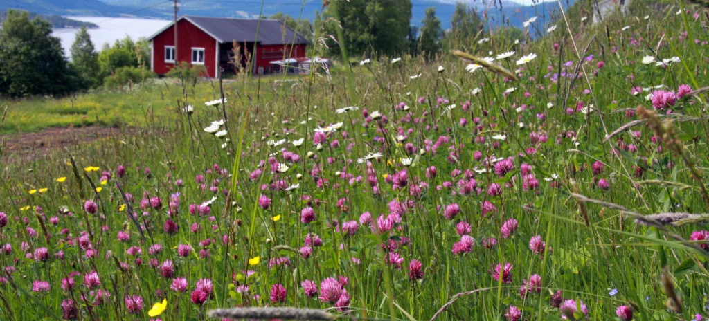 MER ROBUST: Blomstereng med mange arter er mer robust mot skadedyr enn monokultur viser en tysk/amerikansk studie