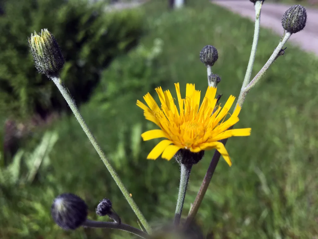 Dylle bør bekjempes om våren.