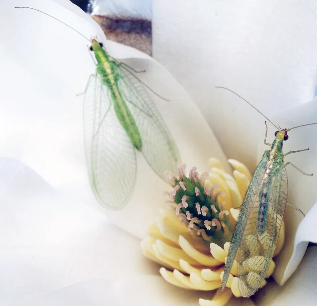 Gulløye har gule øyne. De har vinger, som minner om et fint nett og hører til ordenen nett-vinger, fordi de har hinneaktige vinger.