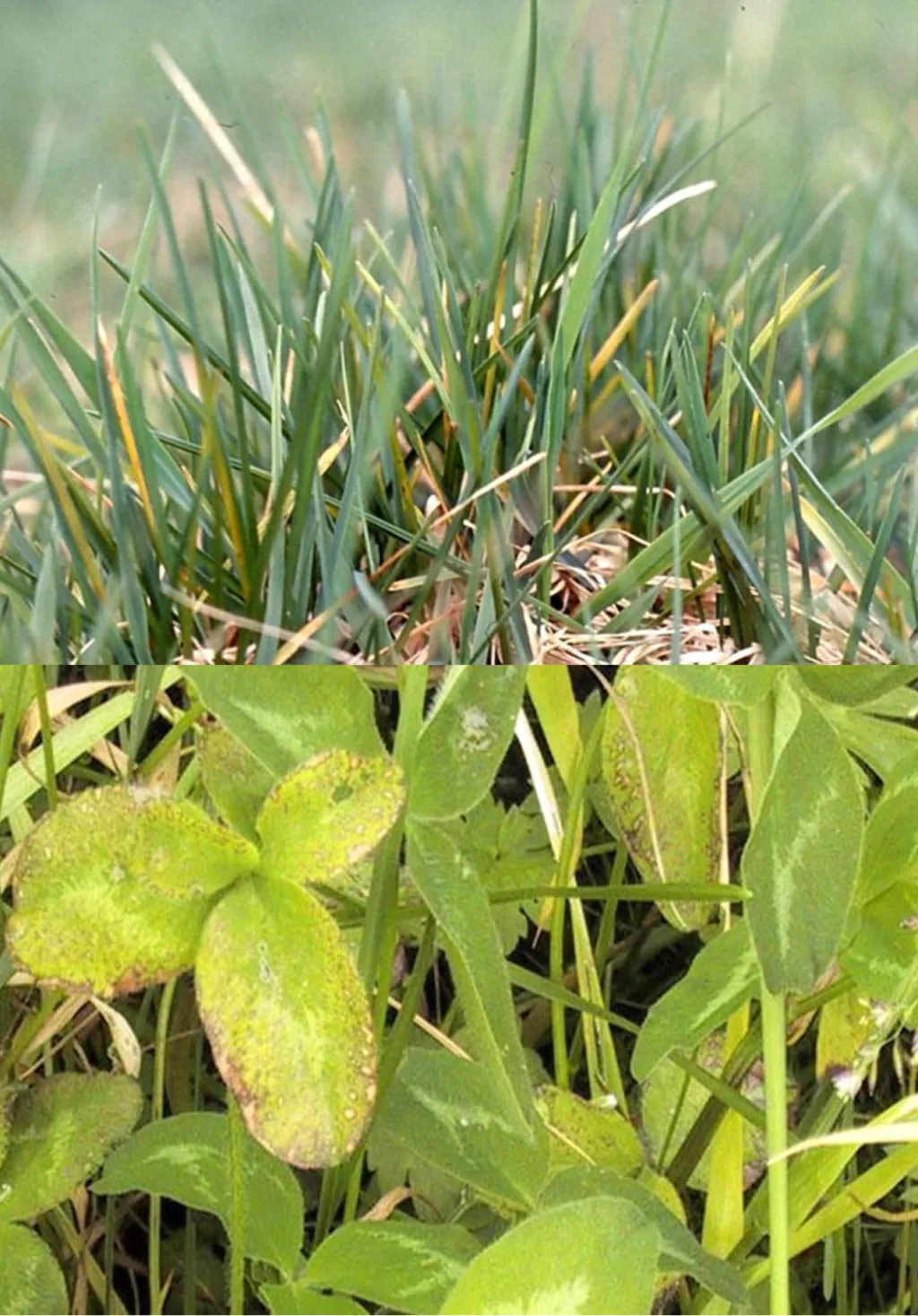 K-mangel hjå gras og kløver. Øverst ser ein gulning (klorose) hjå dei eldste blada hos gras. Nederste bilete syner visning i bladkanten hos kløver (bladkant nekrose) som eit resultat av kaliummangel. Foto: Arve Arstein