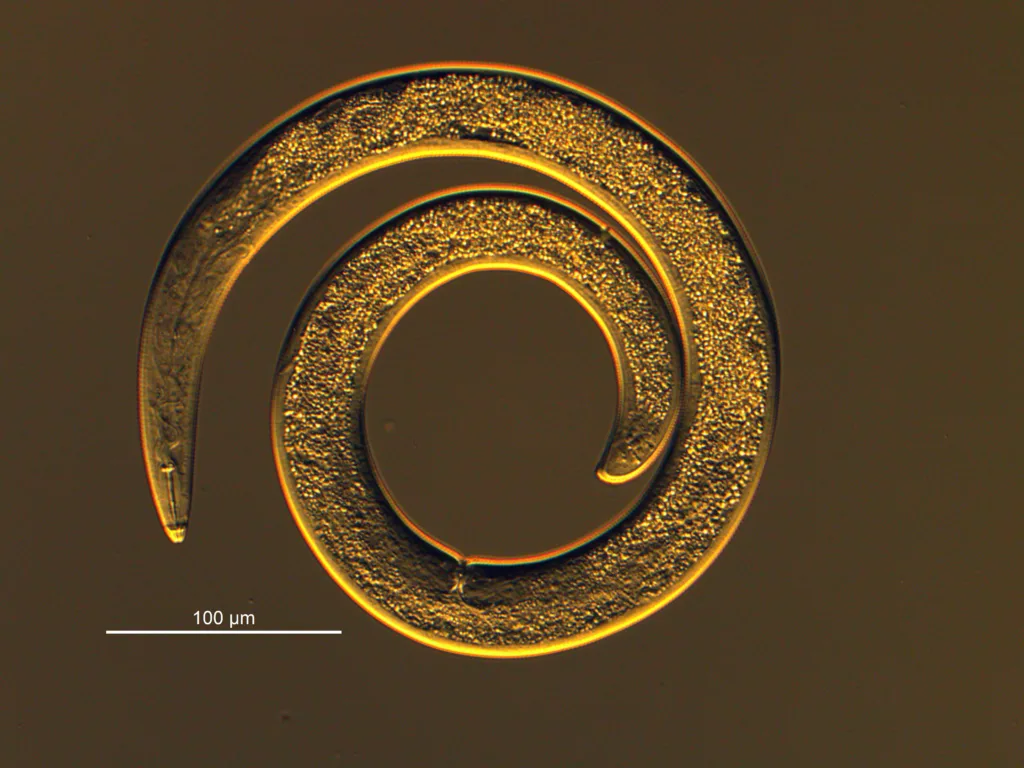 Spiralnematoder ble registrert i mange av prøvene