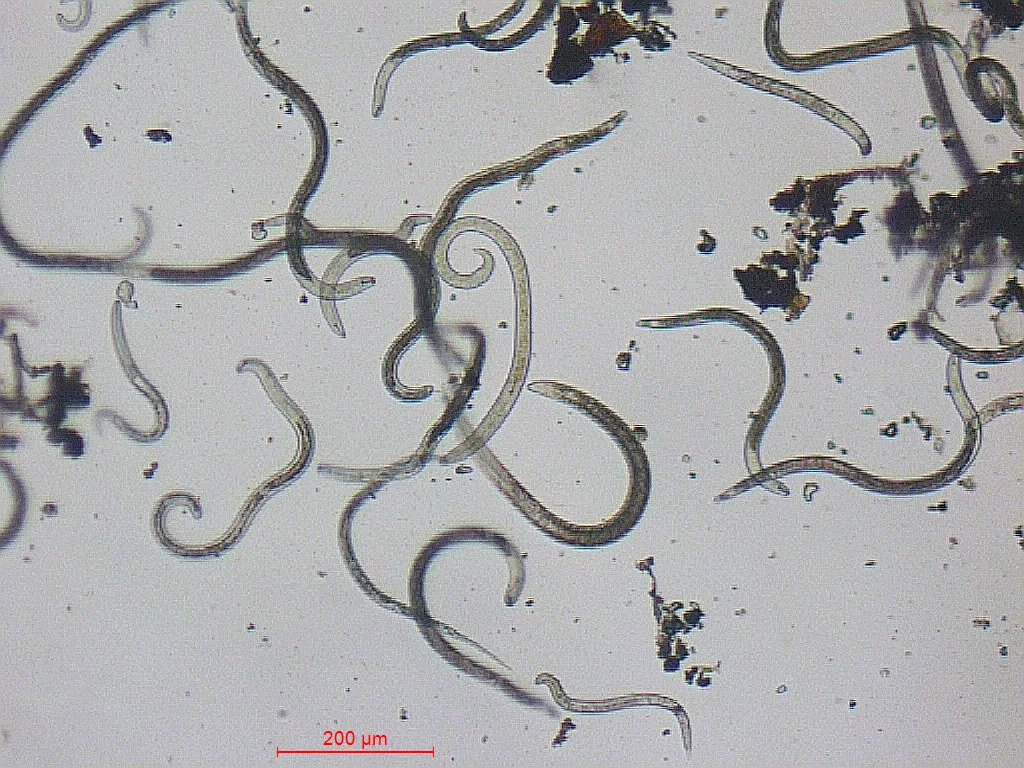 Nematoder i vannløsning