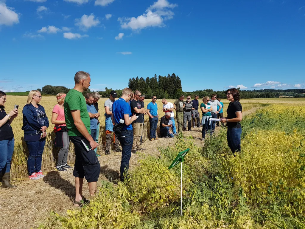 – Det lønner seg å dyrke belgvekstene i vekstskifte med korn, sier Wendy  Waalen.