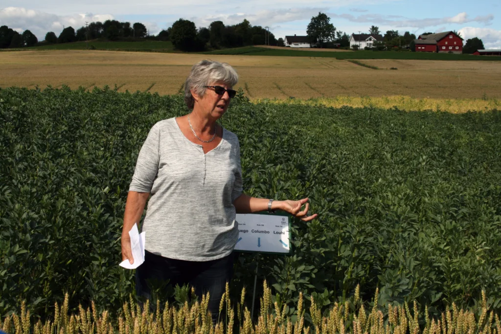 Forsker Unni Abrahamsen ved NIBIO, presenterte de foreløpige resultatene i forsøket med åkerbønner på Økofagdag på Apelsvoll.