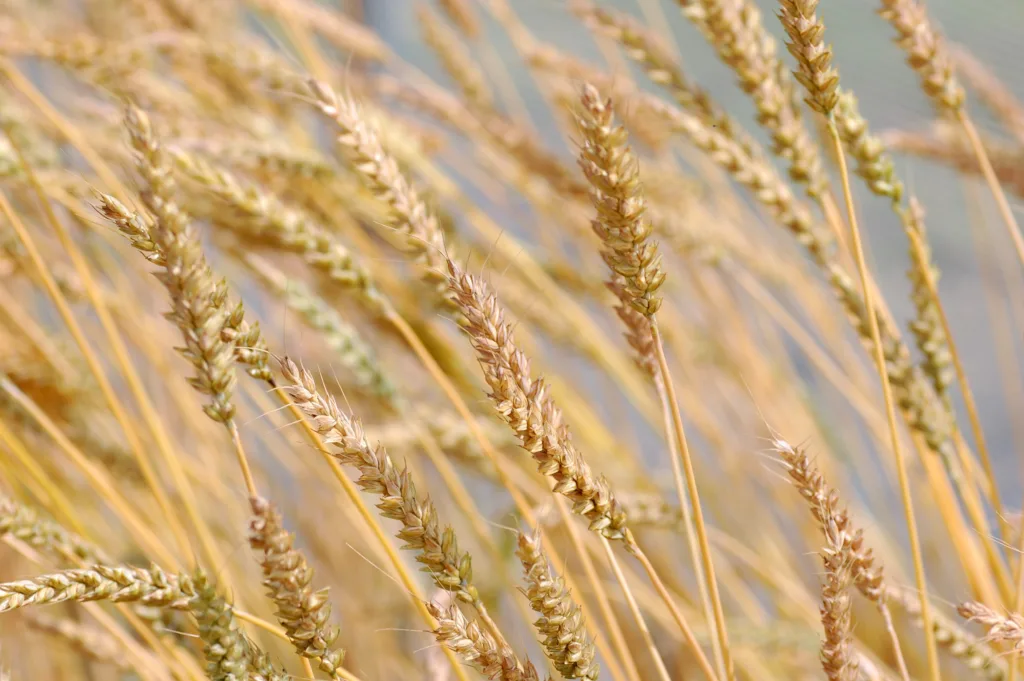 Børsum vårhvete, en av få norske landsorter som finnes bevart