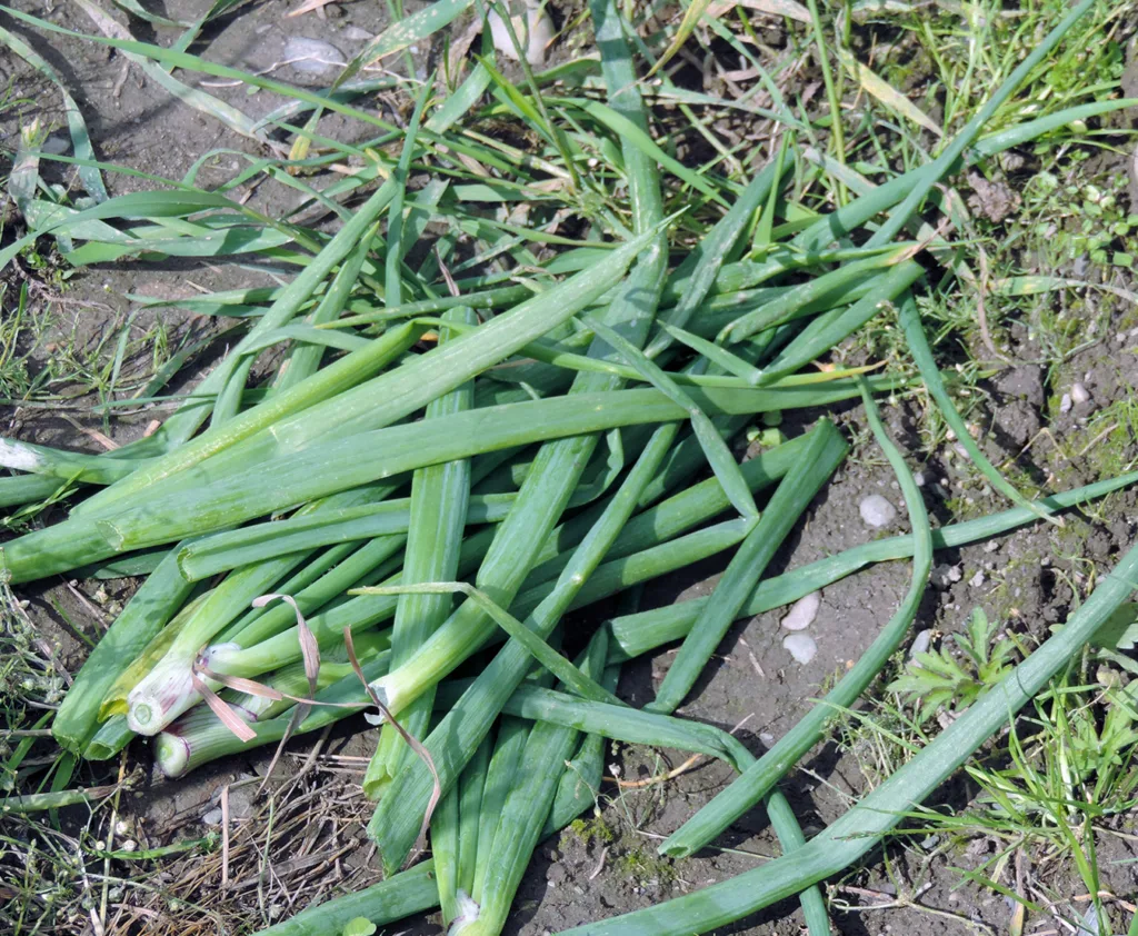 -«Ta her lik æ itt!» - løkblader som ligger igjen på bakken. Folk må lære at bladene også kan brukes, sier Astrid
