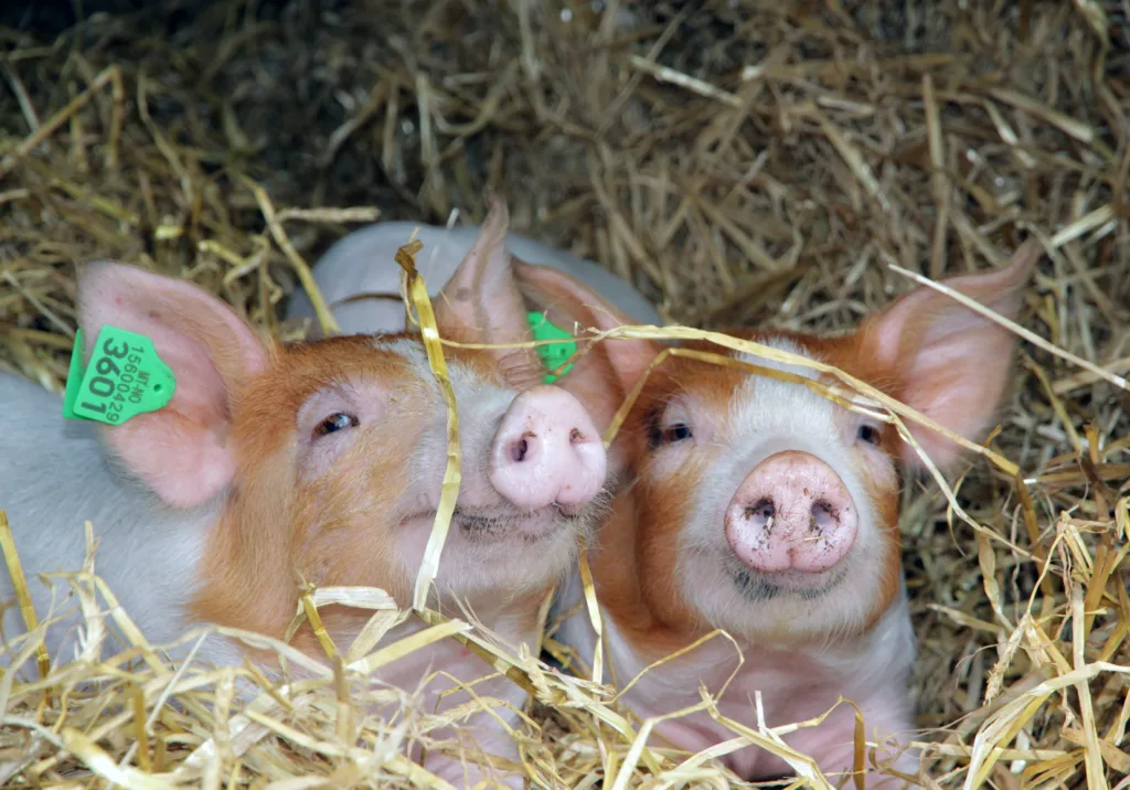 Grisene må ha nok varme og tilgang på rent vann. Tørt og rent miljø, nok plass og lite stress er viktig for å holde grisene friske