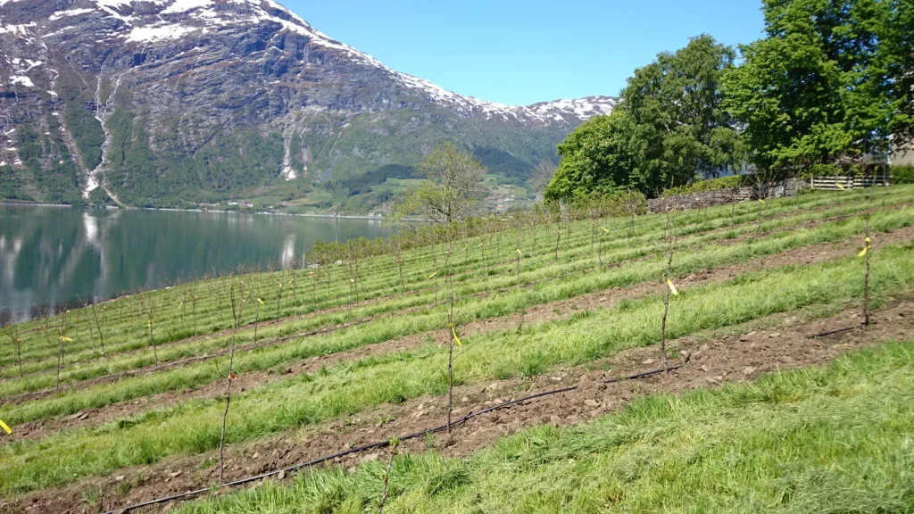 Nyplantet økologisk epleareal i Lofthus. NIBIO Ullensvang bruker arealet til forskning og utprøvinger. Foto: Frøydis Lindén