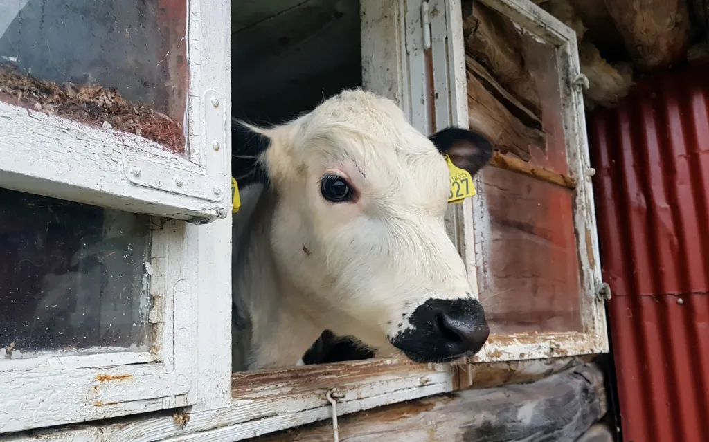 Gamlefjøset fra 1870 er fortsatt i bruk til sauer og kalver