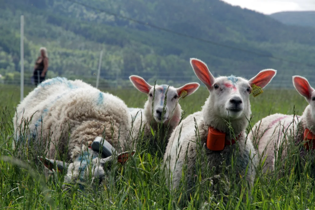 Allereie no er det system med GPS-sporing av husdyr på utmarksbeite, men ved NORSØK arbeider ein med prosjekt der ein også skal kunne overvake helsa til dyra