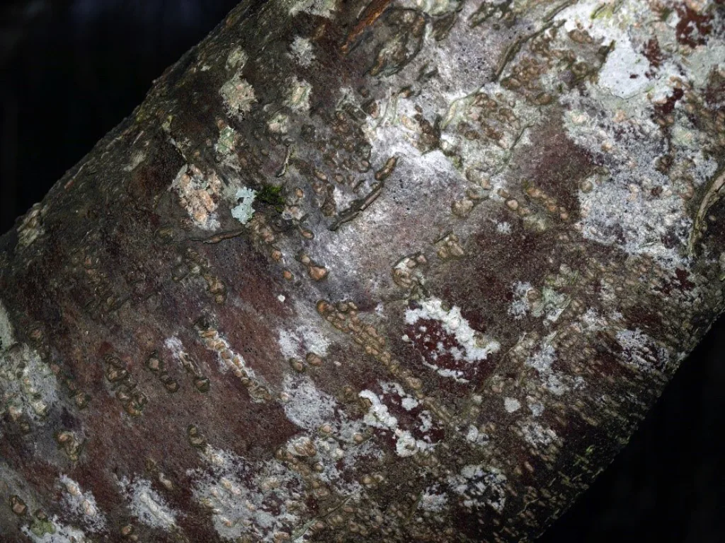 Barkporer eller lenticeller er gjennomluftingskanaler til indre vev i grein og stamme. Foto: Susanne Friis Pedersen.