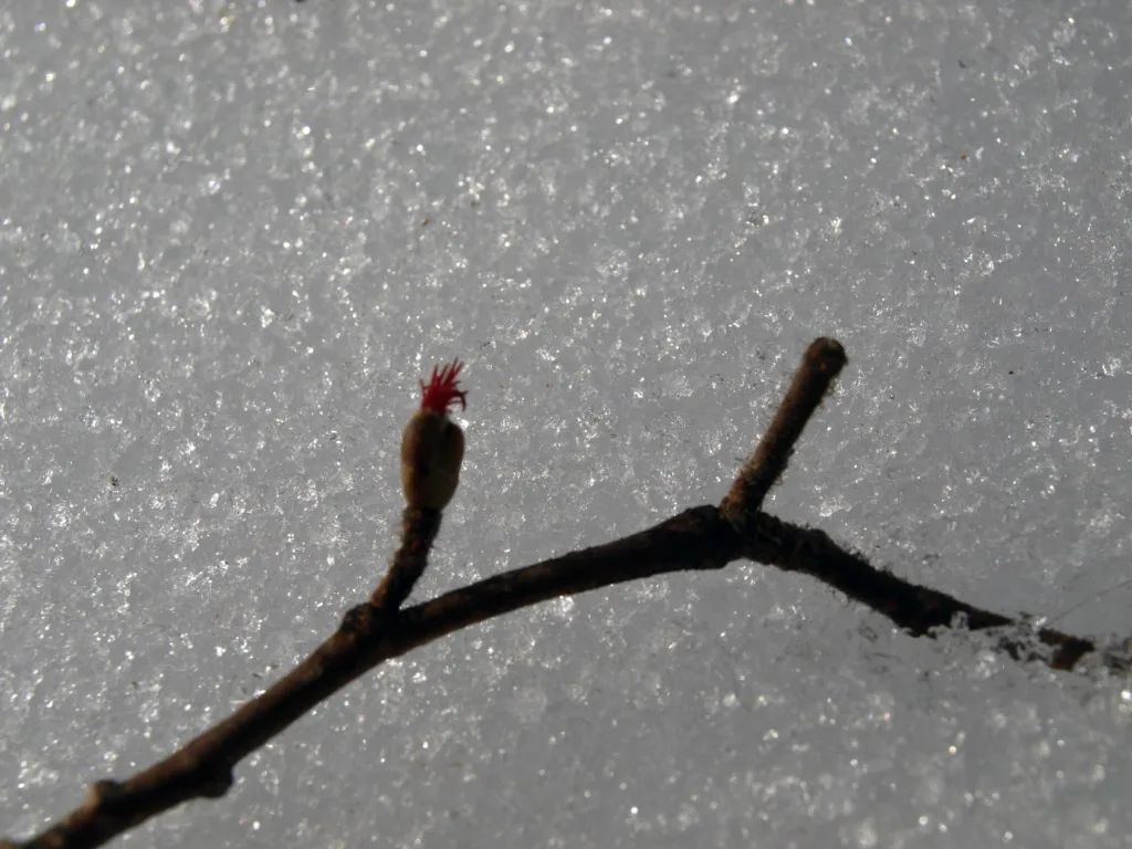 Hunnblomstene er små og vises best når de rød-purpurfargede fruktanleggene, griflene, titter frem. Foto: Susanne Friis Pedersen.