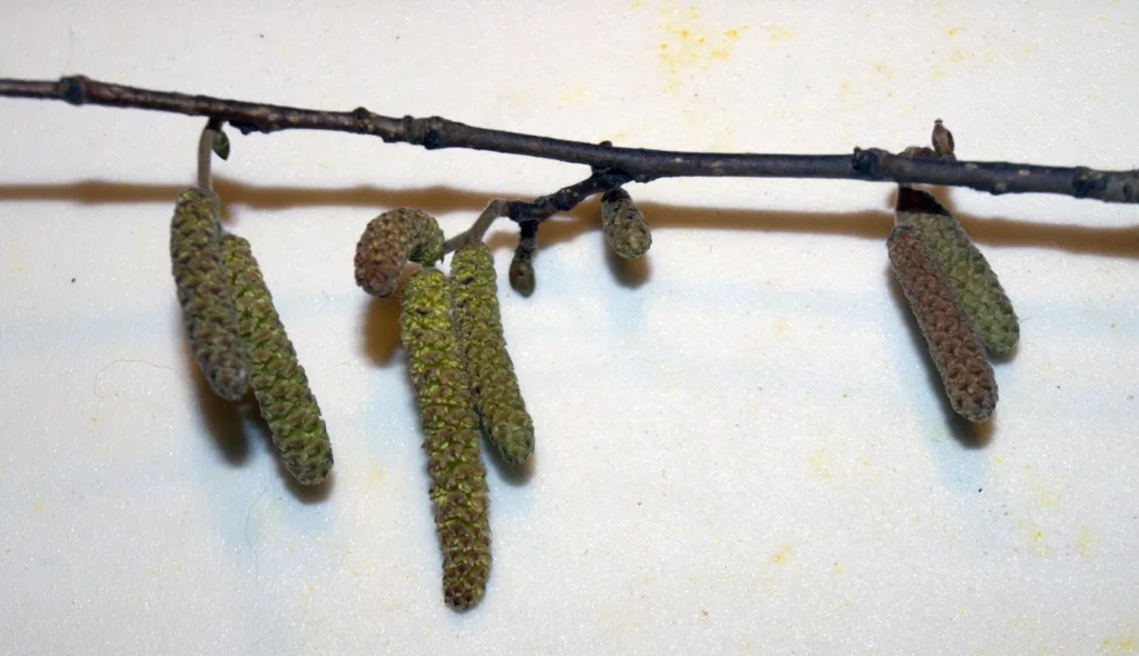 Hannblomstene sitter i en lang, valseformet rakle og blomstrer før hunnblomstene. Foto: Susanne Friis Pedersen.