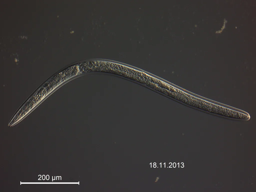 Stubbrotnematode