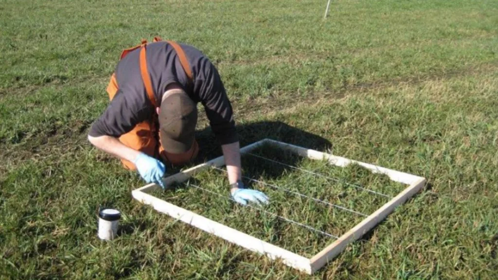 Ei treramme på 1x1 meter vart brukt til begge overflateteljingane av daude meitemark. Her frå teljing 10.april. Trådane i ramma lettar teljinga.