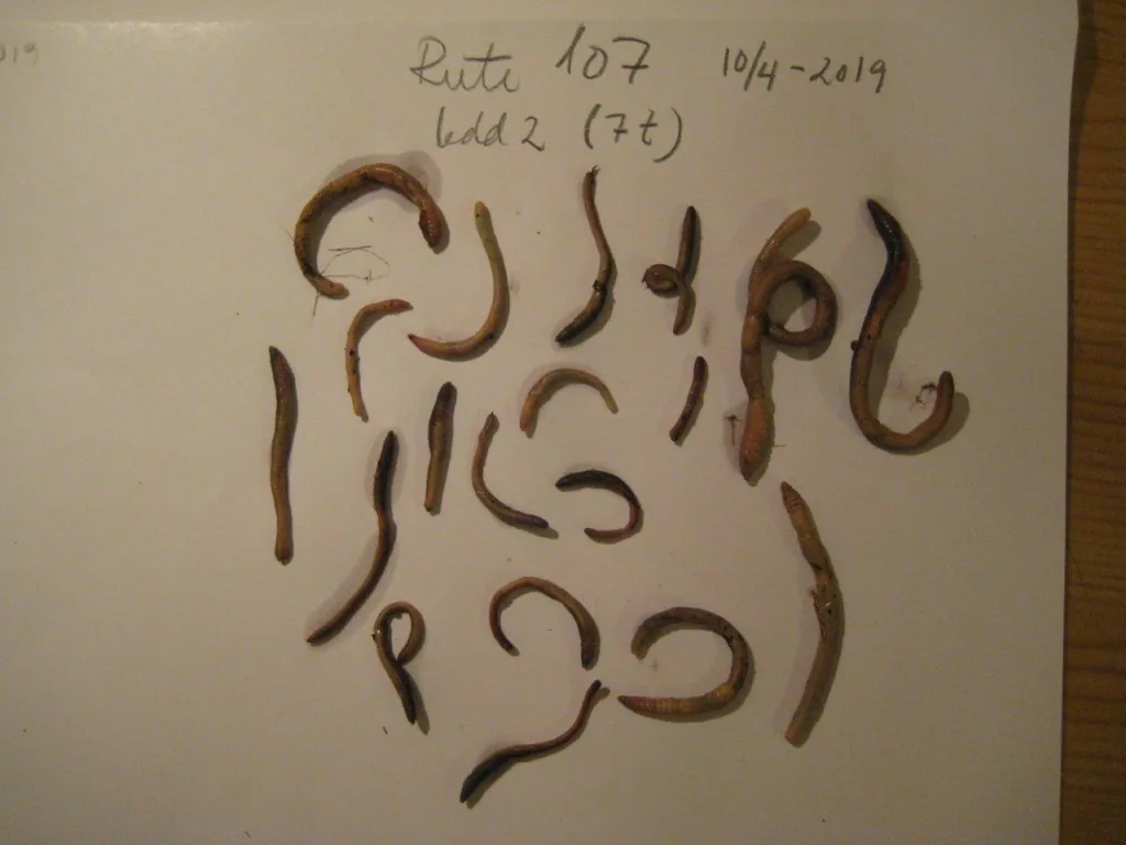 Daude meitmark frå ruta der det blei brukt 7 tonn blautgjødsel per dekar