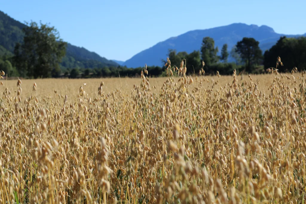 Det modnes i kornåkeren til Arild Mogstad i Surnadal Det modnes i kornåkeren til Arild Mogstad i Surnadal