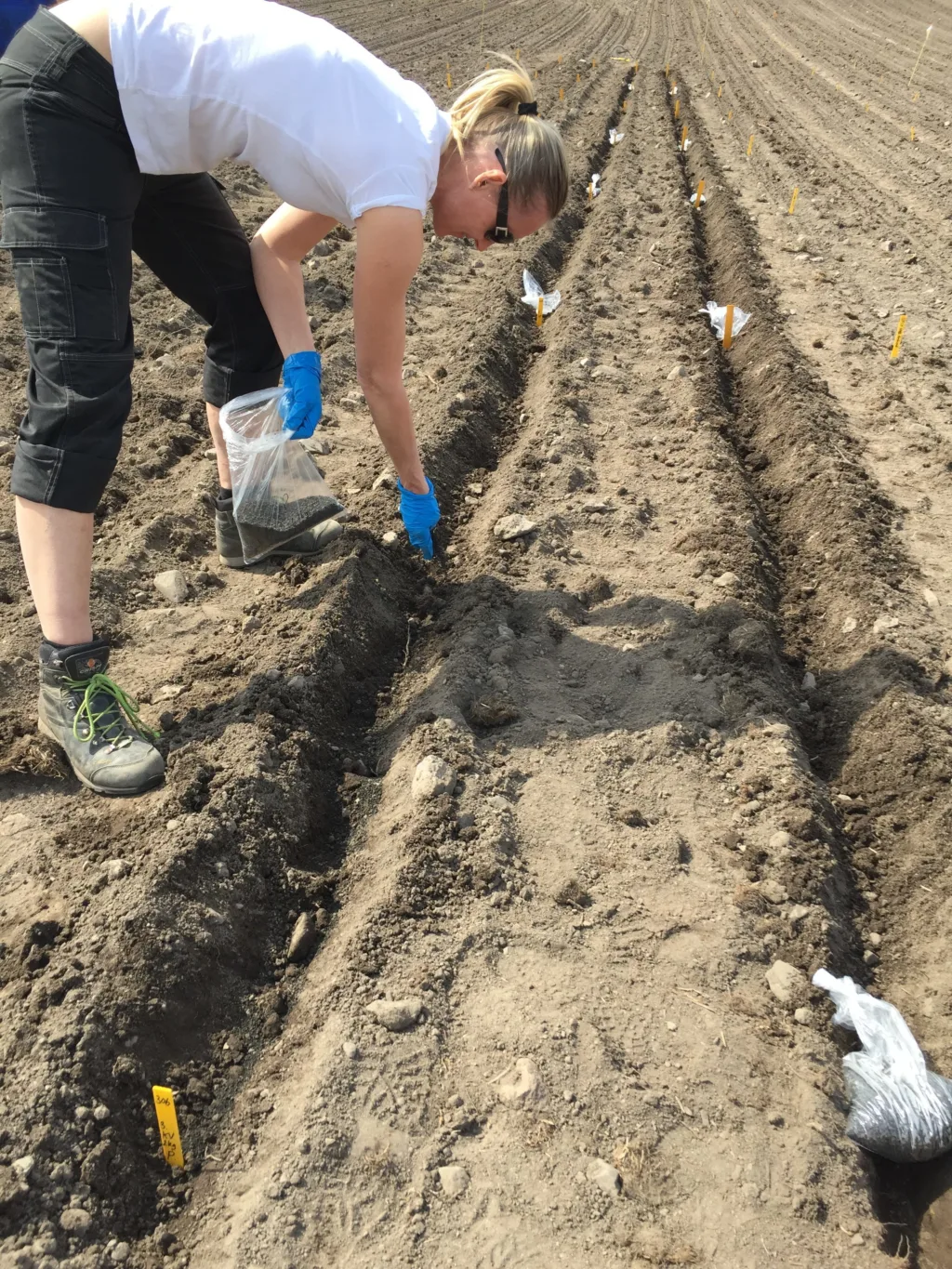Plassering av gjødsla i forsøksfeltet. Foto: Julie Wiik, NLR Viken