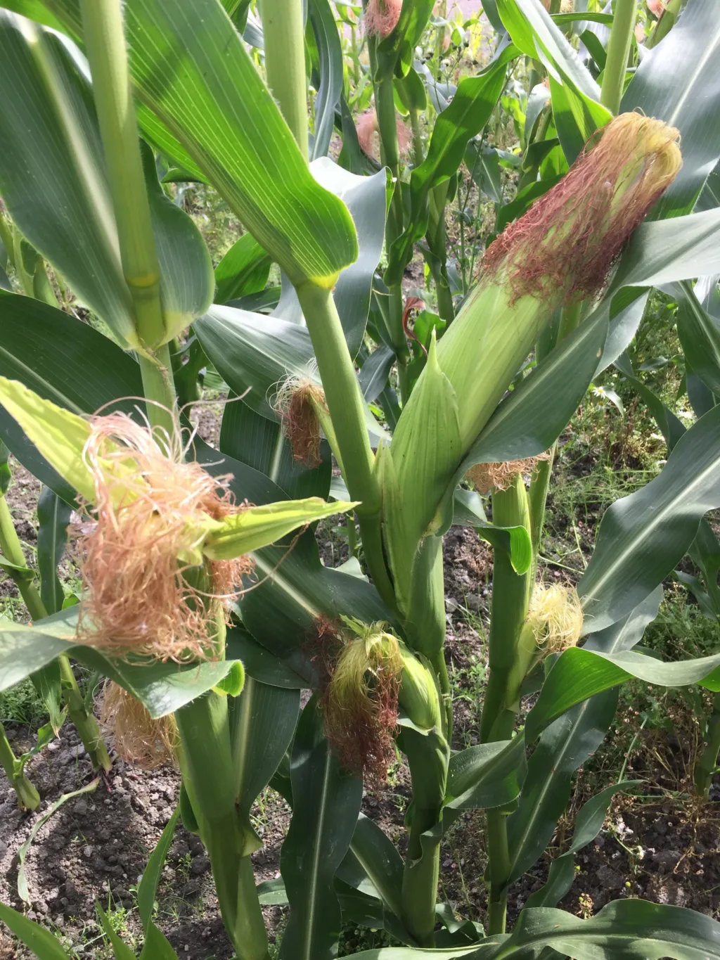 Det var ingen synlige forskjeller i kolbestørrelser mellom behandlingene. Foto: Julie Wiik