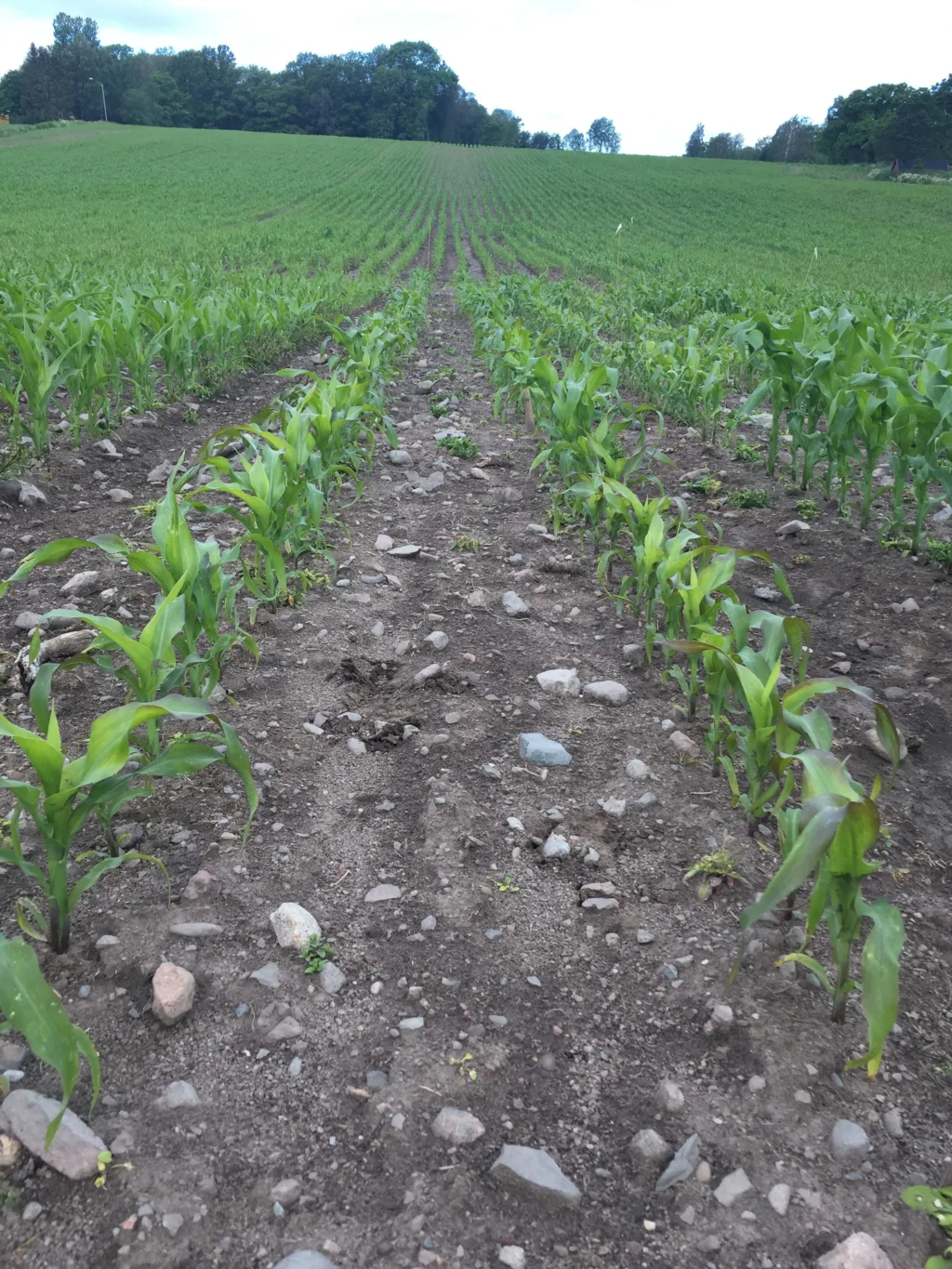 Maisplanter brukt i forsøkene