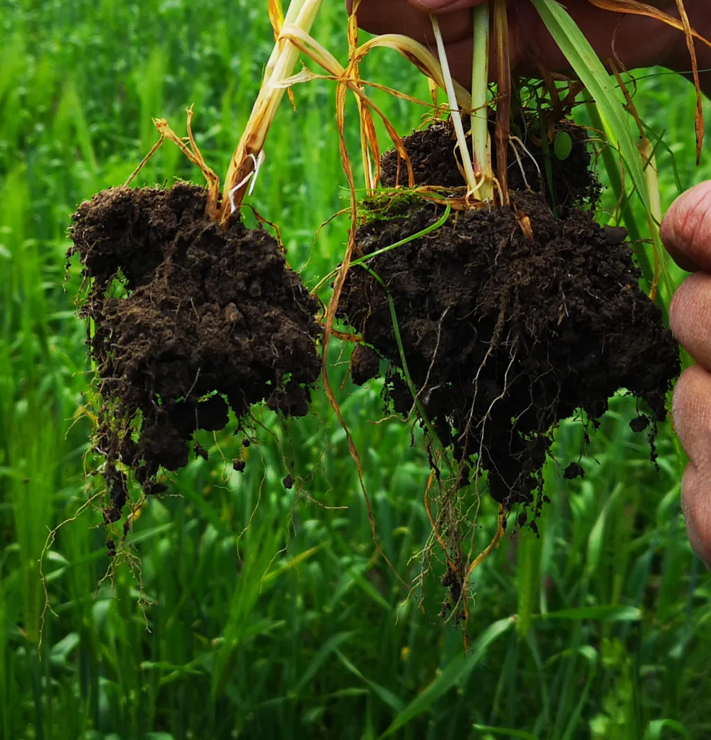 Eit teikn på rotutvikling er «skjeggveksten» til røtene, som er ei blanding av mineralpartiklar og roteksudatar. Når du dreg opp ei plante med røtene skal det aller helst henge igjen mykje jordpartiklar på røtene. Då veit du at planta er i god vekst og lagar mykje roteksudatar. Foto: Frøydis Lindén