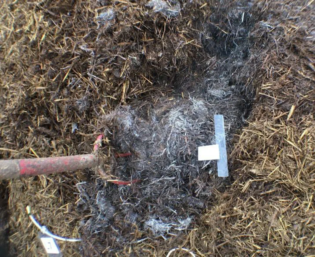 I mange komposter finner vi ulike typer hvitt og gulhvitt belegg når det blir fuktig og varmt i komposten. Det hvite, hyfeaktige belegget er ekte sopper (ulike blekksopper mm). Det mer gulhvite belegget som ikke dannet hatter, er bakterier som med stor forstørrelse kan se ut litt ut som hyfer med pudder rundt (aktinobakterier). Flere bakterier og noen sopparter kan leve både med og uten oksygen og kalles fakultative, fordi de kan skifte sitt eget stoffskifte etter miljøforholdene. Bacillus- og streptomycetesarter er eksempler på jordlevende fakultative bakterier.