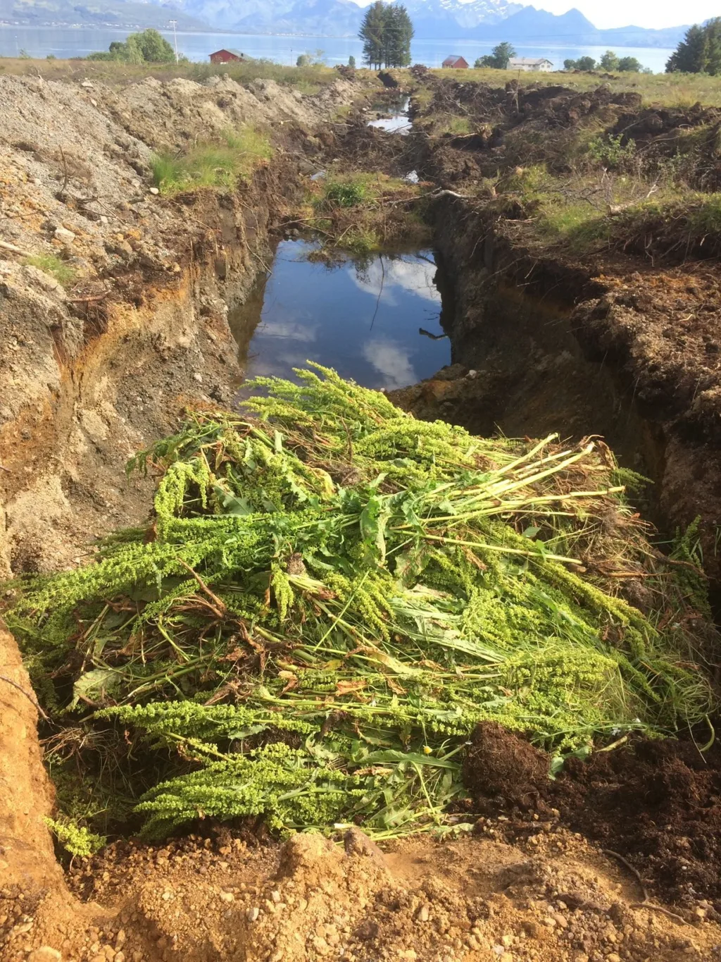 Høymola graves ned i omgravingsgrøftene, så ikke noe organisk materiale går til spille.