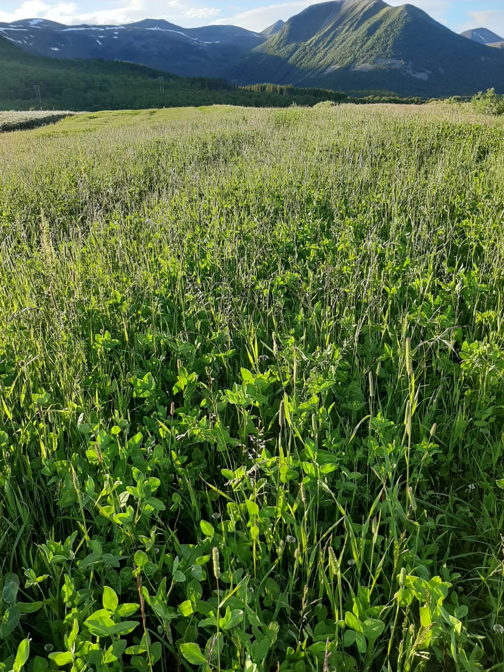Sommeren 2020 ga gode vekstforhold og mye kløver i enga.