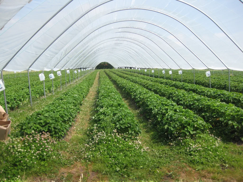 Økologisk jordbærdyrking i tunell på Sørlandet i 2018. Foto: Jan Karstein Henriksen