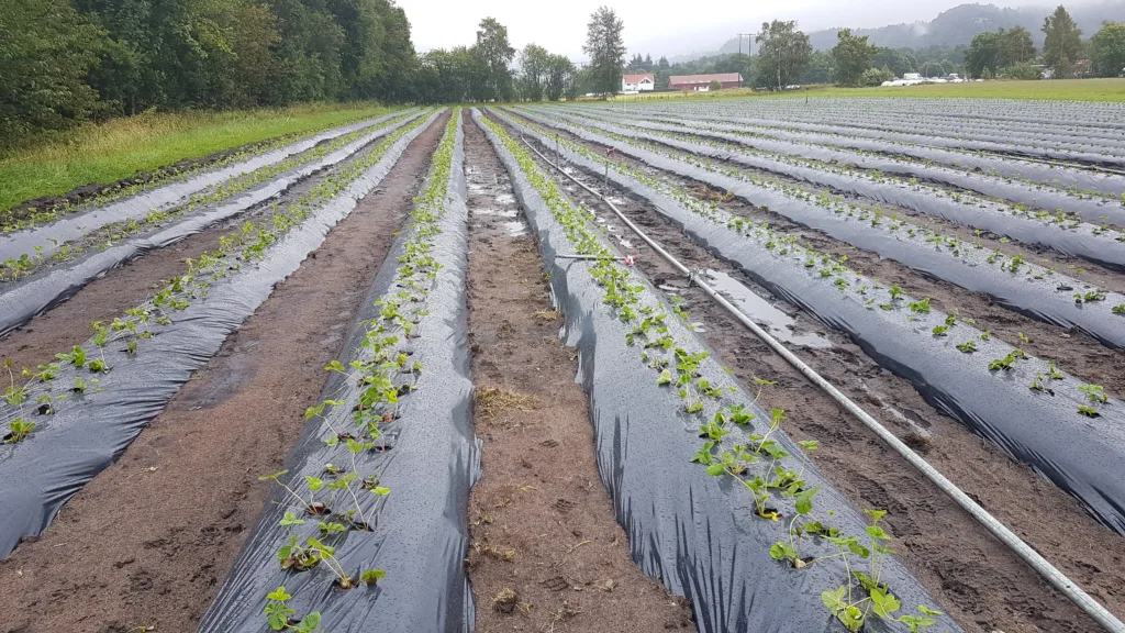 Nyetablert jordbærfelt med sorten Saga. Bildet er tatt i Lyngdal i august, i november samme år ble tunnelkonstruksjonene i feltet montert. Foto: Jan Karstein Henriksen