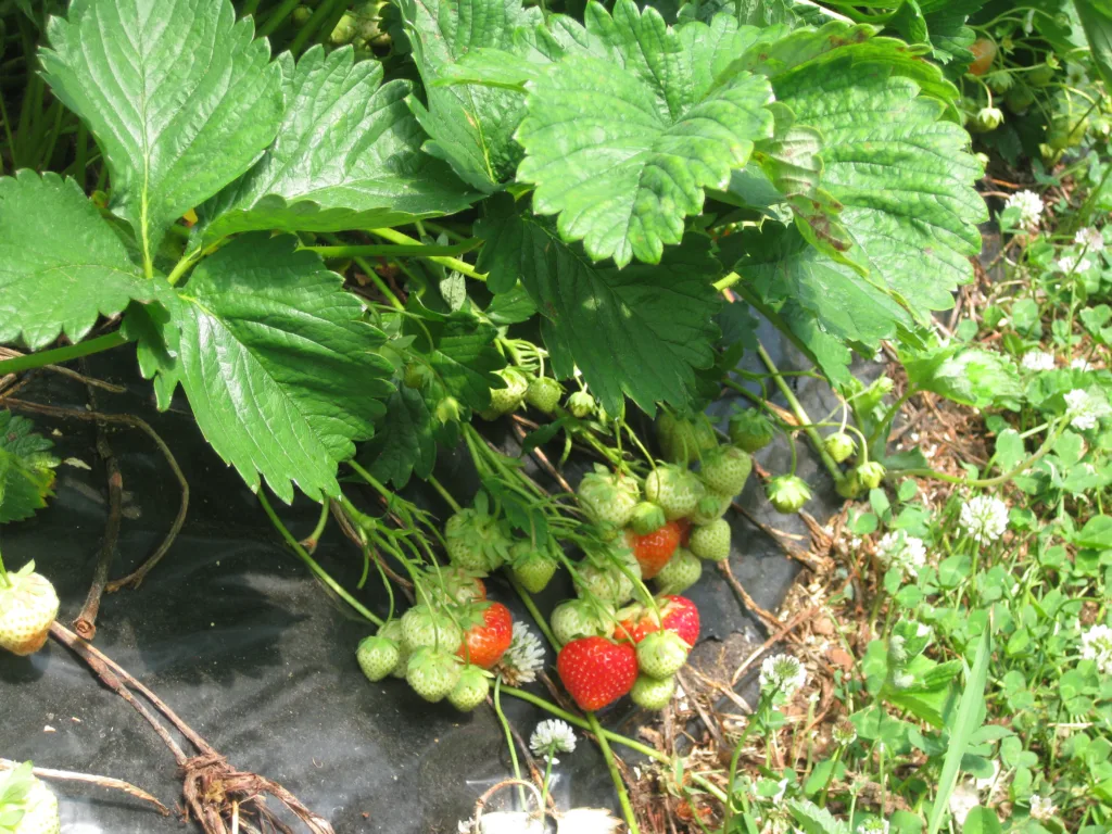 Prosjektarbeid og praktisk dyrking viser at økologisk dyrking av gode sorter på plast i tunell gir 1 800-2 100 kg salgsvare per dekar og år. Foto: Jan Karstein Henriksen