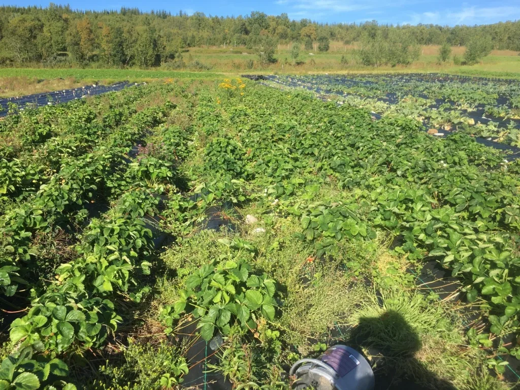 Mye plast brukes til jorddekke, som her i jordbær. Foto: Reidun Pommeresche