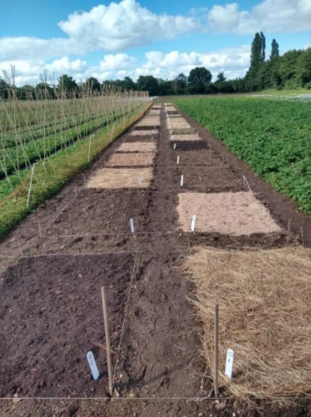 Jorddekke av grasklipp, høy, kompost av grønt avfall, flis av pil og poppel og defibrert poppel ble utprøvd i England i 2020. Foto: Francis Rayns, Coventry universitet