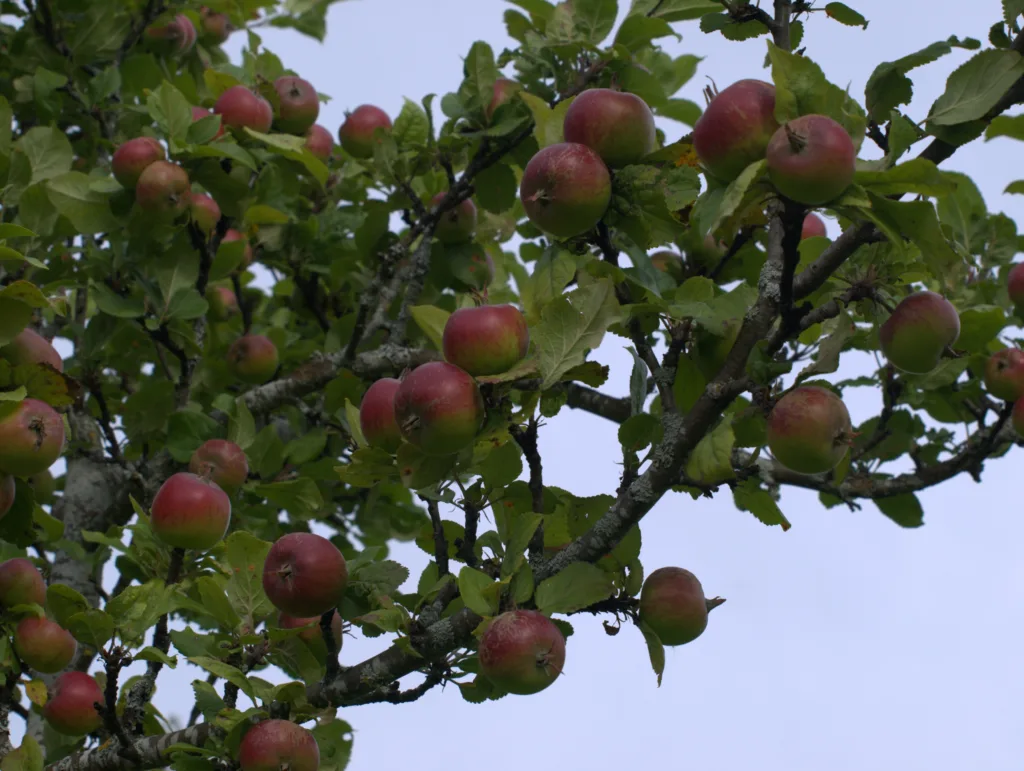 MER NORSKE EPLER: Norske epler kan utgjøre en større andel av "Fem om dagen."