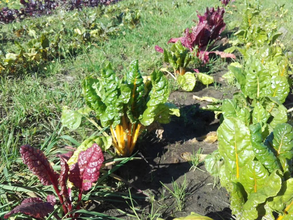 MANGOLD: Dette ser ikke så bra ut. Det blir riktignok mangold å høste, men avlingen kunne ha vært mye større. Ugraset har ikke tatt overhånd, men det lover dårlig for neste år når så mye rotugras har fått lov til å utvikle seg i åkeren. Problemet her er en kombinasjon av dårlig drenering, mye nedbør og overdreven jordarbeiding som har ødelagt jordstrukturen. I tillegg har man vært for seint ute med direkte tiltak mot ugraset. Foto: Maud Grøtta