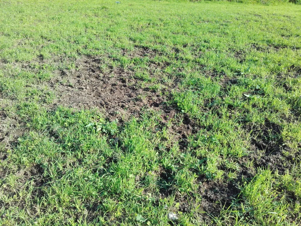 En tett og frodig plantebestand gir ugraset små sjanser til å utvikle seg. Her er det hjort som har ødelagt et gjenlegg. Den åpne plassen vil snart bli okkupert av ville vekster. Reparasjonssåing ble anbefalt her. Foto: Maud Grøtta