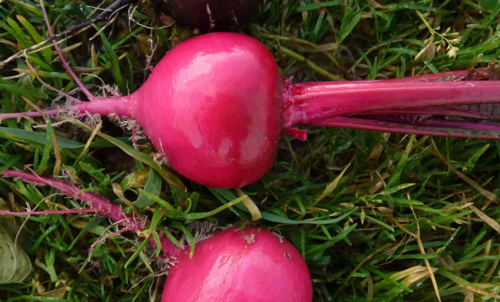 Mange japanske neper er røde, her er sorten Red round
