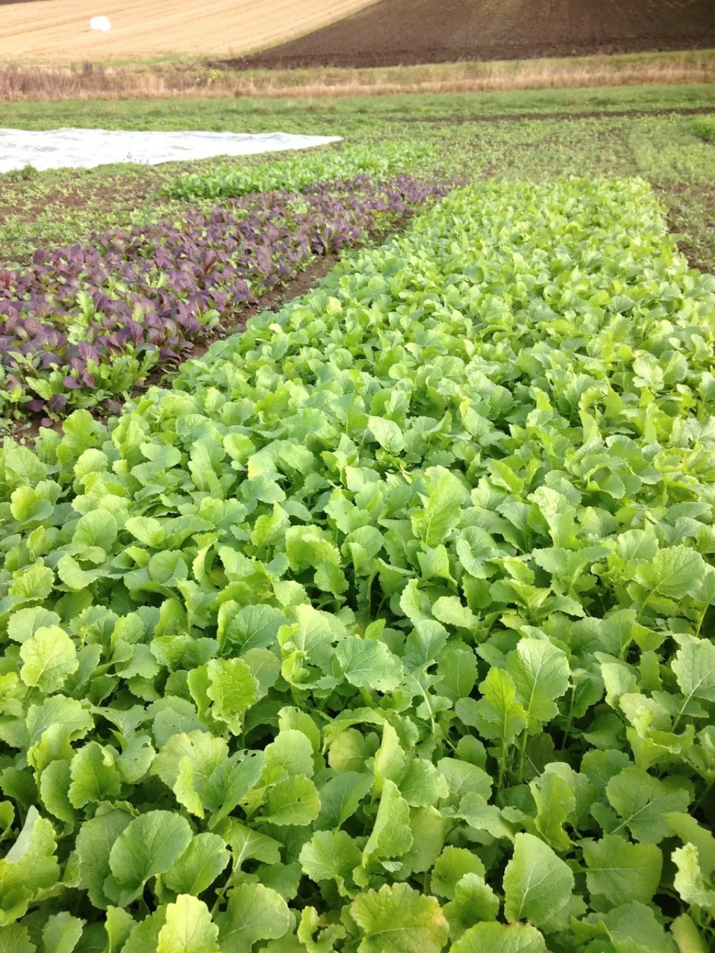 Neper sådd 31. august etablerte seg raskt og fungerer utmerket som en fangvekst