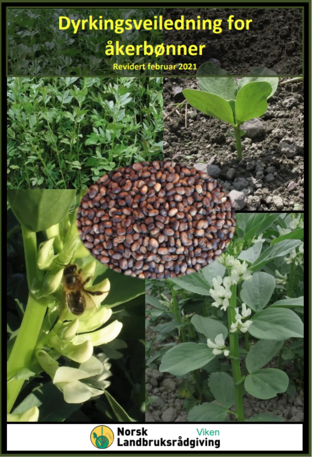 Norsk Landbruksrådgivning Viken har gitt ut en dyrkingsveiledning for åkerbønner. Den blir jevnlig oppdatert. Forfatter John Ingar Øverland har mange års erfaring med dyrking av åkerbønner i forsøk og praksis.