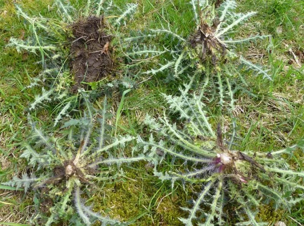 Dersom ein får med mykje jord når ein hakker plante (oppe til venstre), kan det vere ein fordel å dele planta opp for å sikre uttørking. Foto: Torbjørn Ruud