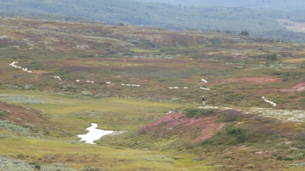 Sauesanking i Gjera. Foto: Arnstein Enget