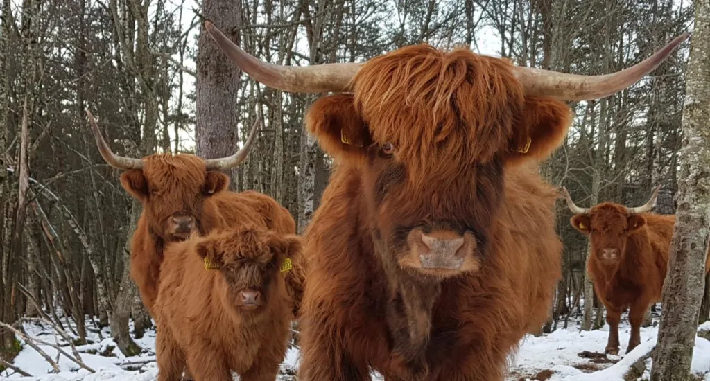 Skotsk Høylandsfe trives ute sommer som vinter. Som navnet sier kommer rasen fra Skottland, og har vært registrert i Norge siden tidlig på 1990-tallet. Det er en hardfør og nøysom rase som passer til ekstensive driftsformer. Foto: Rose Bergslid