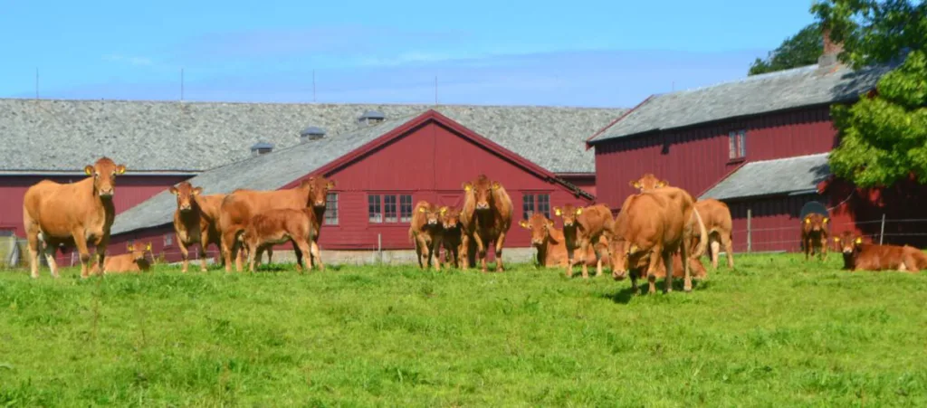 Limousin stammer fra Frankrike og rasen ble innført til Norge i 1980-årene. Dyra oppnår høye slakteklasser, og finfibret muskelstruktur gir mørt kjøtt. Rasen egner seg i et intensivt driftsopplegg. Foto: Rose Bergslid