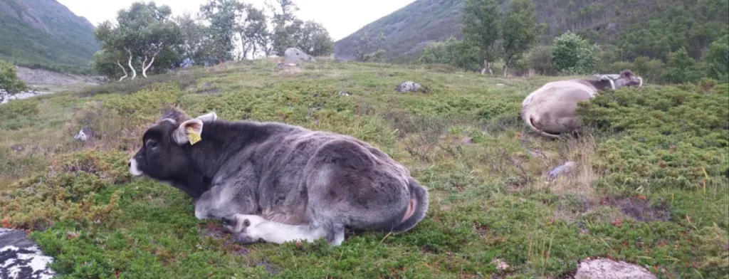 Gråfe (Tiroler Grauvieh) på utmarksbeite. Rasen kommer opprinnelig fra Østerrike. Den har gode bein og klauver, og klatrer fint i bratt terreng. Den egner seg godt som kulturlandskapspleier og er en nøysom, ekstensiv rase som egner seg godt for økologisk drift. Foto: Rose Bergslid