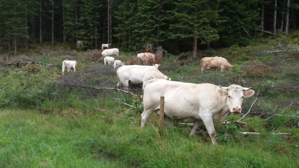 Charolais på skogsbeite. Rasen, som egner seg i et intensivt driftsopplegg, kommer opprinnelig fra Frankrike. De første dyra kom til Norge på 1960-tallet, og er nå den mest populære kjøttferasen i landet. Rasen har godt lynne, gode slakteegenskaper og lavt fôrforbruk per kg tilvekst. Foto: Rose Bergslid