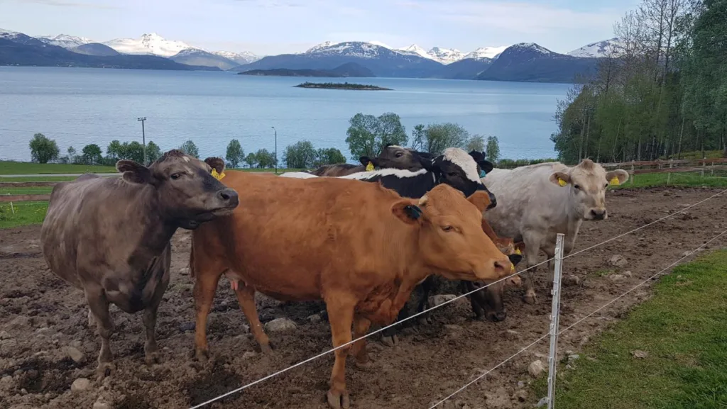 Vestlandsk fjordfe er en av de mest populære bevaringsverdige storferasene i Norge. Den ble anerkjent som egen rase på slutten av 1800-tallet. Stor variasjon i farge, størrelse og hornanlegg kjennetegner rasen. Rasen er en viktig del av kulturarven, og en genetisk ressurs som kan komme til nytte i framtida. Foto: Rose Bergslid
