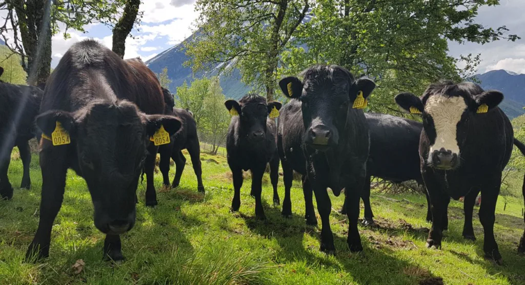Rasen Dexter kommer fra Irland. Det er en liten og hardfør rase som egner seg i et ekstensivt driftsopplegg. Gjennomsnittlig vekt for ei ku er om lag 300 kg, og skulderhøyden ligger rundt 90 – 110 cm. De kan leve utendørs året rundt, og er en rase som passer for de fleste typer bruk. Rasen kom til Norge rundt årtusenskiftet, og blir stadig mer populær. Dyra har godt lynne og er svært gode kulturlandskapspleiere. Foto: Rose Bergslid