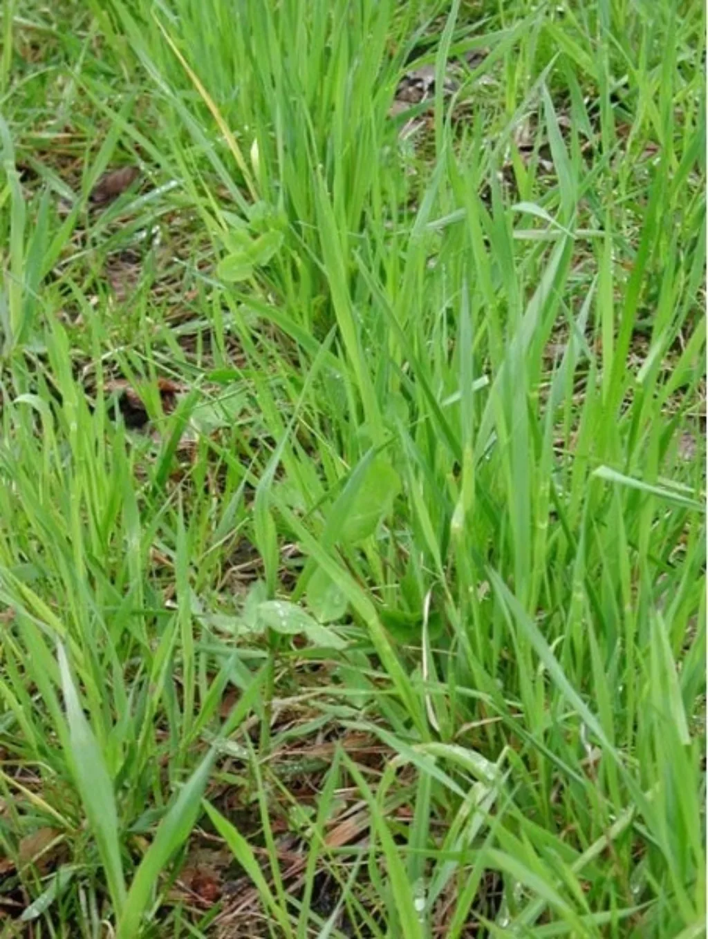 Gjenlegg med kløver bør såes om våren for at kløveren skal etablere seg godt før vinteren. Foto: Ragnhild Renna