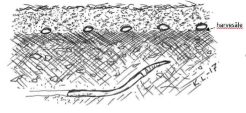 ”Det ideelle såbed”. Frøet ligger på sålen etter harvinga. Mindre jordpartikler tett inntil frøet sikrer spireråme. Vanntransporten oppover er intakt i jorda under harvesålen. Topplaget har større jordaggregat for å hindre uttørking. Etter Knut Lindberg